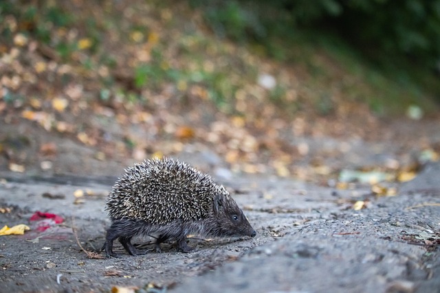 2023女足世界杯十六強哥倫比亞1-0牙買加 隊長烏斯梅打入全場唯一入球！哥倫比亞歷史首闖八強！.